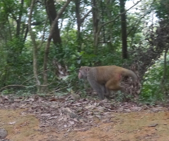 Monkey, Shing Mun Country Park, 13 December 2015