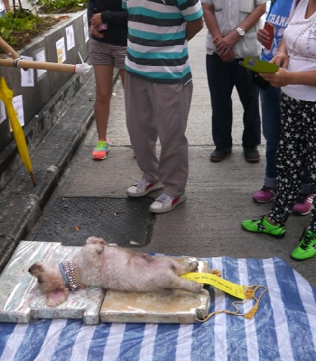 Dog at the Mongkok Umbrella Movement occupation site, Nathan Road, 26 October 2014