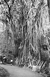 India Rubber tree on Lugard Road, 31 January 1998