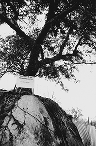 Tree awaiting transplantation, Sassoon Road, Pokfulam, 16 March 1999