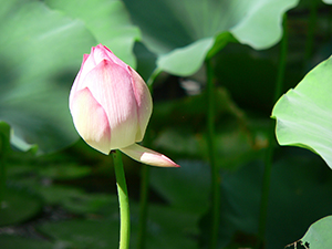 Lotus flower in the lily pond, HKU, Pokfulam, 3 June 2005