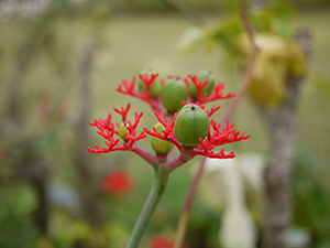 Plant in the Hong Kong Zoological and Botanical Gardens, 10 January 2010