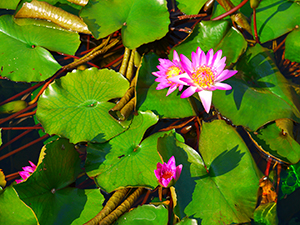 Flower in a lily pond at Chi Lin Nunnery, Diamond Hill, Kowloon, 24 April 2011