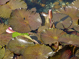 Flower in a lily pond at Chi Lin Nunnery, Diamond Hill, Kowloon, 24 April 2011
