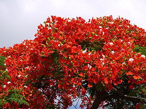 Flame of the Forest tree in bloom on the HKU campus, 14 May 2012