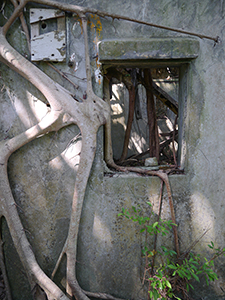 Abandoned house above Tung O village overgrown by tree, Lamma Island, 23 October 2012