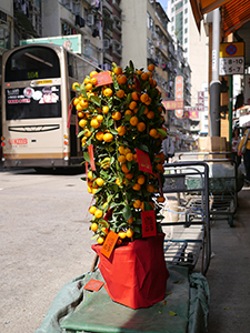 Kumquat bushes, a popular Lunar New Year decoration, Queen's Road West, Sheung Wan, 19 February 2013