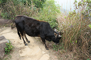 Feral cattle, Ma On Shan Country Park, 15 February 2015