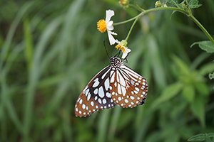 Butterfly, Tai Tam Country Park, 13 August 2017