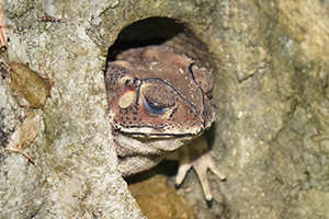 Toad, Tai Po Kau nature reserve at night, 23 September 2017