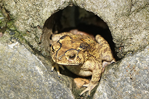 Toad, Tai Po Kau nature reserve at night, 23 September 2017