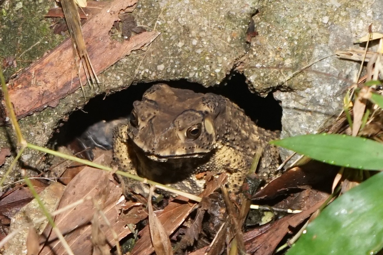 Toad, Tai Po Kau nature reserve at night, 23 September 2017