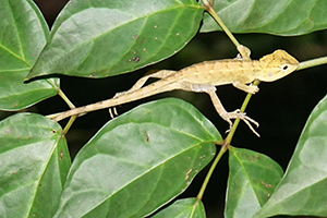 Changeable lizard, Tai Po Kau nature reserve at night, 23 September 2017