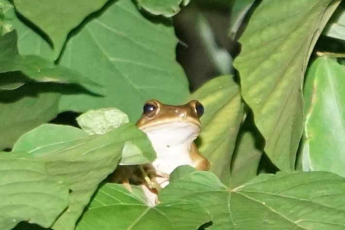 Tree frog, Tai Po Kau nature reserve at night, 23 September 2017