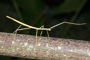 Stick insect, Tai Po Kau nature reserve at night, 23 September 2017