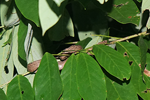Mock viper, Tai Po Kau nature reserve at night, 23 September 2017