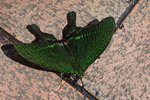 Paris Peacock Swallowtail butterfly on an urban street, Queen's Road West, Sheung Wan, 13 March 2018