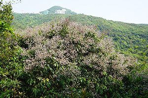 Tree in bloom on the Hong Kong Trail, Pokfulam Country Park, 1 April 2018