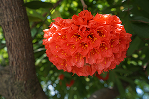 Rose of Venezuela in bloom, Hong Kong Zoological and Botanical Gardens, 1 May 2018