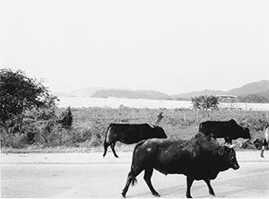 Abandoned cattle, Tung Chung, Lantau, 27 November 1996