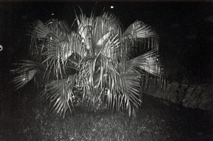 Tree, Sha Wan Drive, Pokfulam, 18 April 1995