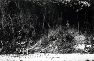 Feral dogs on Victoria Road, 26 April 1995