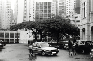 Tree near the Main Building, University of Hong Kong, 22 May 1995