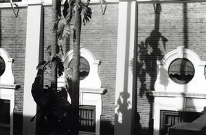Palm tree and shadow, Main Building, University of Hong Kong, 26 May 1995