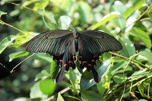 Chinese Peacock Swallowtail Butterfly, The Peak, 11 June 2017