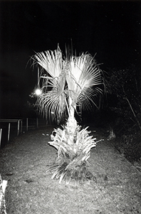 Tree at the top of Sha Wan Drive, Pokfulam, 26 September 1995