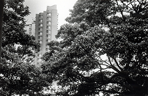 Trees on the HKU campus, 6 September 1995