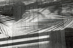 Shadow of house plant leaf, Sha Wan Drive, Hong Kong Island, 15 February 1996