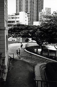 Flame of the Forest tree outside the  Main Building, HKU, with late afternoon shadows, 1 June 1996