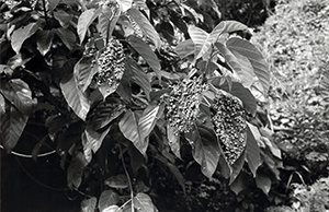 Tree leaves on Sha Wan Drive, 17 June 1996