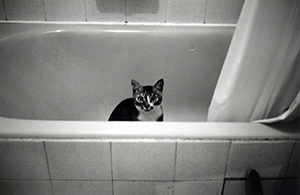 Cat in a bath, Wanchai, 6 June 1996