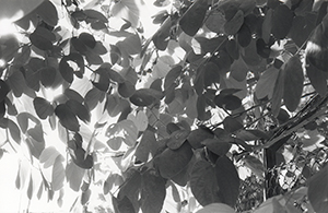 Tree on Sha Wan Drive, Pokfulam, 20 July 1996