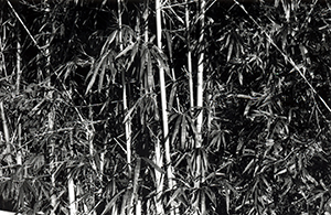 Bamboo on Sha Wan Drive, Pokfulam, 6 July 1996