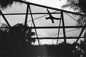 A Great Gibbon in the Hong Kong Zoological and Botanical Gardens, 19 January 1997