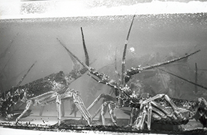 Lobsters in a restaurant window tank, Wanchai, 16 March 1997