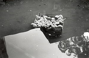 Pond behind Knowles Building, University of Hong Kong, Pokfulam, 4 March 1997