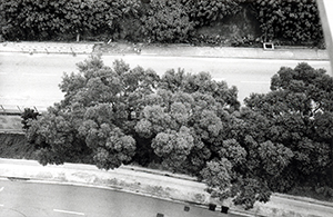 Trees in bloom with yellow flowers, Sha Wan Drive, Sandy Bay, 19 April 1997