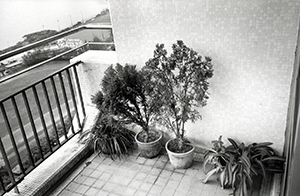 Plants on a balcony, Sandy Bay, 4 July 1997