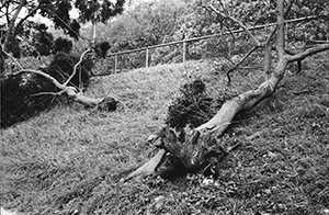 Trees felled by Typhoon Victor, Sandy Bay, 3 August 1997