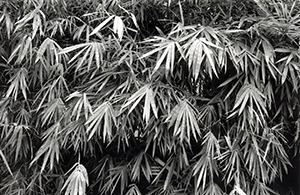 Bamboo growing on the campus of the University of Hong Kong, Pokfulam, 5 August 1997