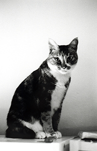 A cat at home, Hennessy Road, Wanchai, 5 October 1997