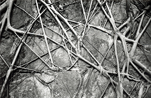 Tree roots on the wall of the King George V Memorial Park, Sai Ying Pun, 29 October 1997