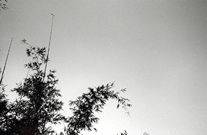 Bamboo, Sha Wan Drive, Sandy Bay, 17 November 1997