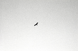 A Black Kite flying in the sky, Sha Wan Drive, Sandy Bay, 22 November 1997