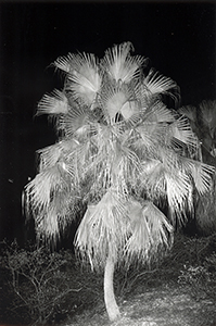 Palm tree at the side of the Main Building, HKU, Pokfulam, 29 December 1997