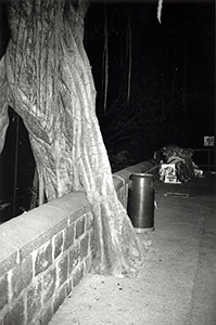 Tree and wall, Caine Road, Mid-levels, 10 December 1997